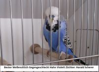 19. WS-Zuechtertreffen 003.JPG